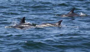 dauphins-communs-Saint_Nazaire.JPG