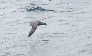 fulmar-boreal.JPG