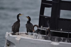 grand-cormoran-Chausey.JPG