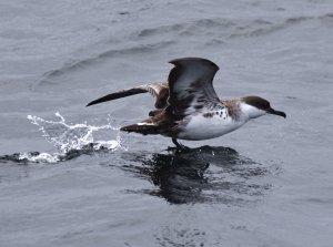 puffin_anglais-juvenile.JPG