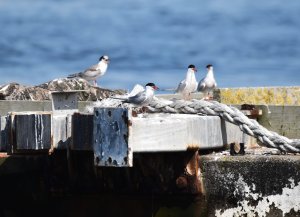 sterne-pierregarin-Lorient.JPG