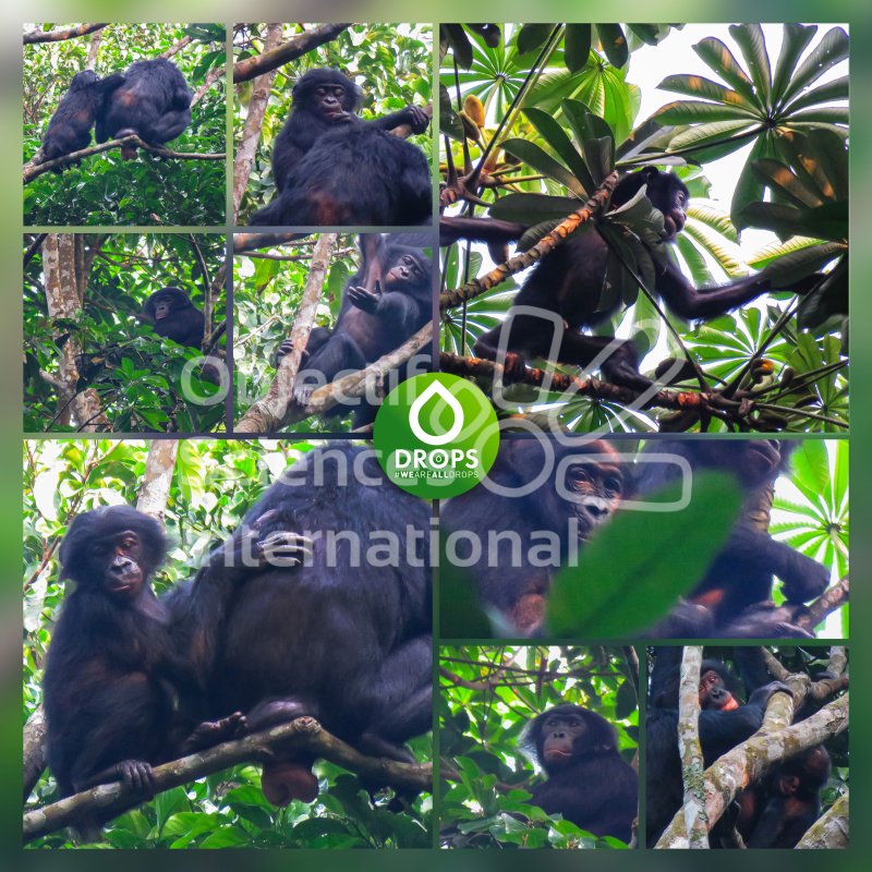 Keywords: bonobo