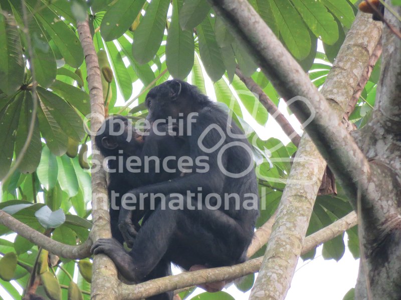 Keywords: Bonobos