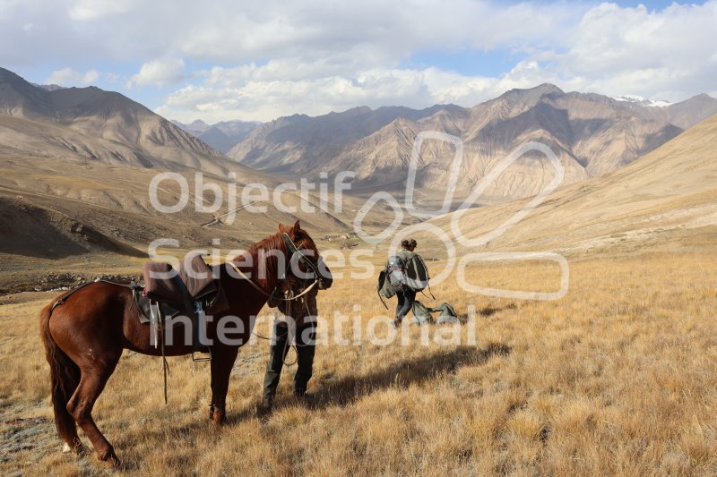Keywords: kirghizie,cheval