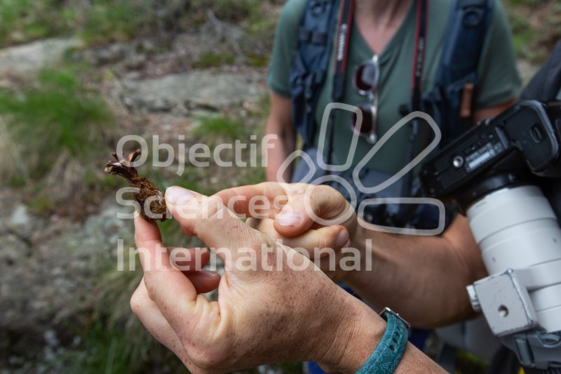 Keywords: traces,écureuil,biodiversita,formation,naturaliste