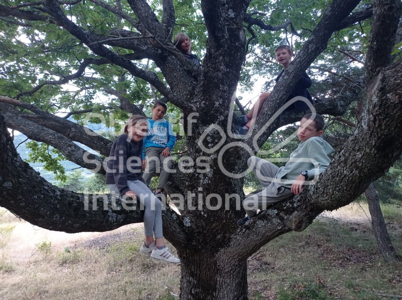 Keywords: arbre,grimpe,groupe d&#039;enfants