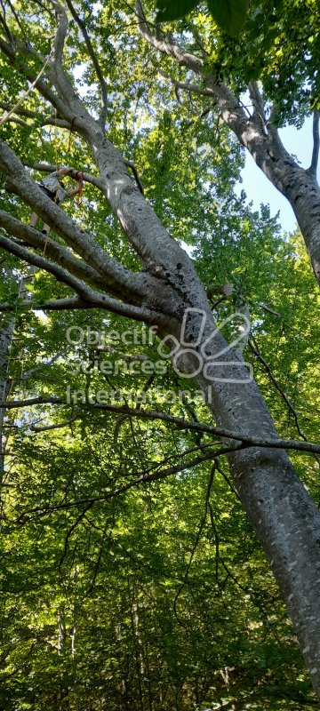 Keywords: arbre, grimpe, pique-nique, nature, forêt, hamac, fil d'Ariane