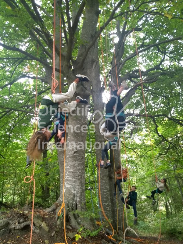 Keywords: arbre, chauve-souris, grimpe