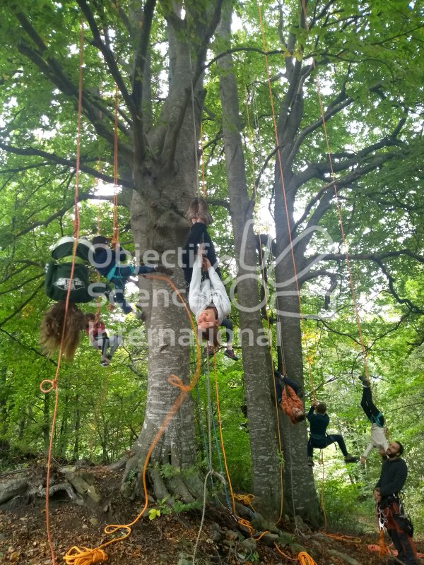 Keywords: arbre, chauve-souris, grimpe