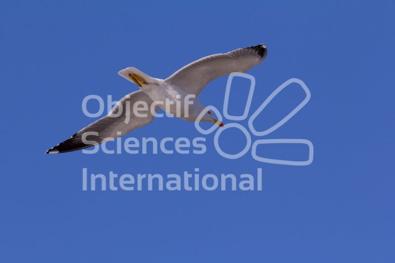 IMG_0716_RHQ
Keywords: Camargue Oiseau Naturaliste Hiver