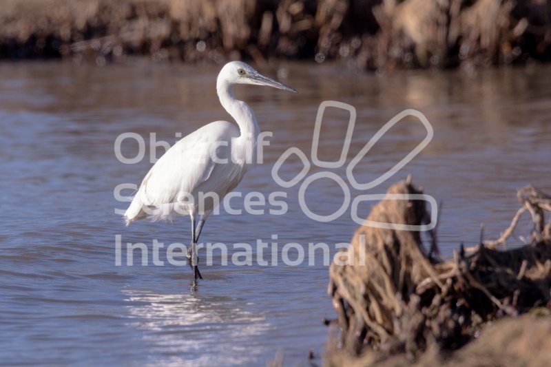 IMG_0758_RHQ
Keywords: Camargue Oiseau Naturaliste Hiver