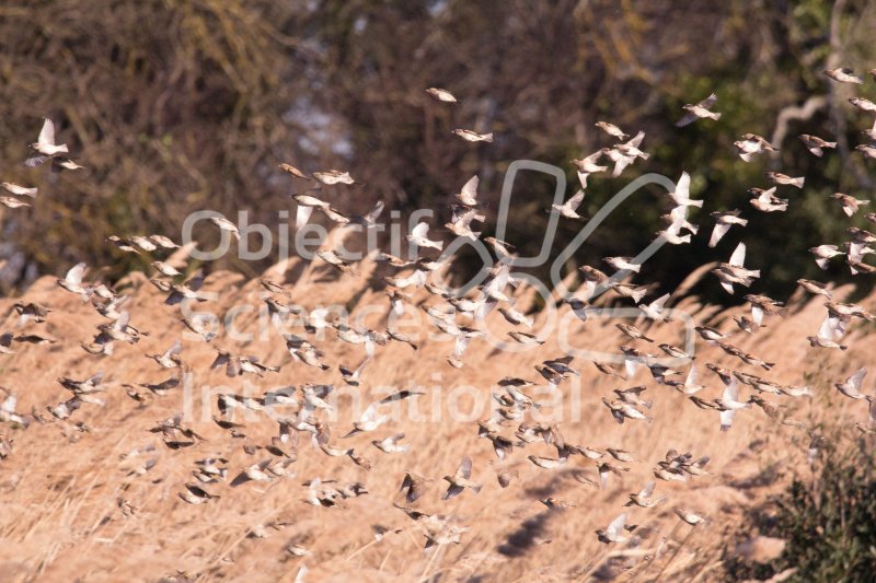 IMG_0827_RHQ
Keywords: Camargue Oiseau Naturaliste Hiver,biodiversita,formation,passereaux,Moineaux,vol