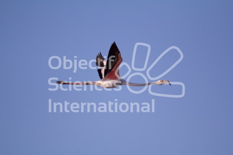 IMG_1302_RHQ
Keywords: Camargue Oiseau Naturaliste Hiver