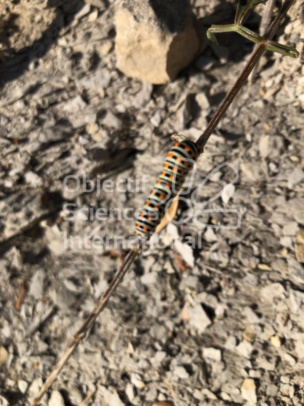 Machaon
Keywords: Chenille,Papillon