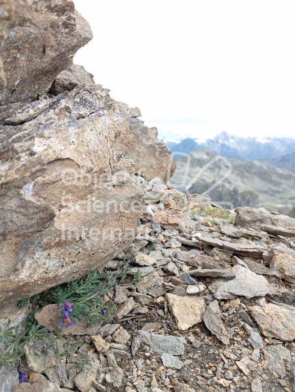 Keywords: Biodiversité, Nature au Sommet, NAS, Transect, Val d'Anniviers, Suisse, Toûno, Bivouac, Itinérance