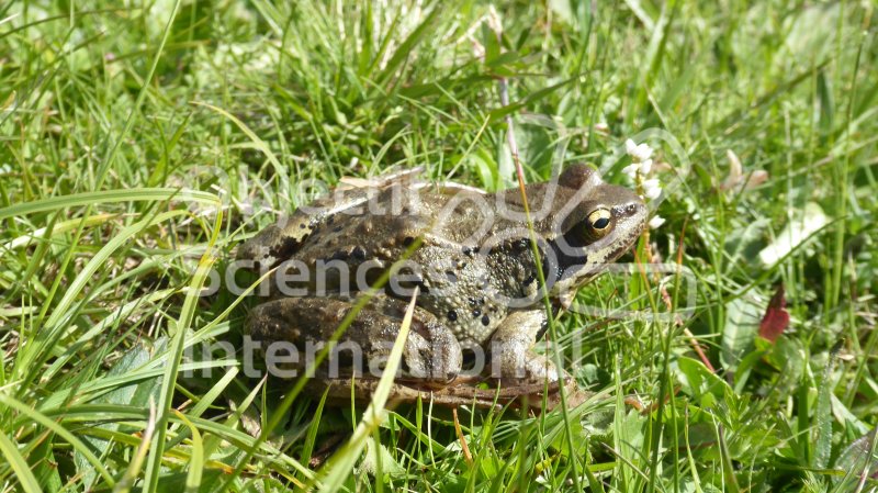 Keywords: Biodiversité, Nature au Sommet, NAS, Bivouac, Itinérance, Suisse, Val d'Anniviers, Choucas