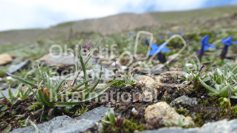 Keywords: Biodiversité, Nature au Sommet, NAS, Bivouac, Itinérance, Suisse, Val d'Anniviers, Choucas