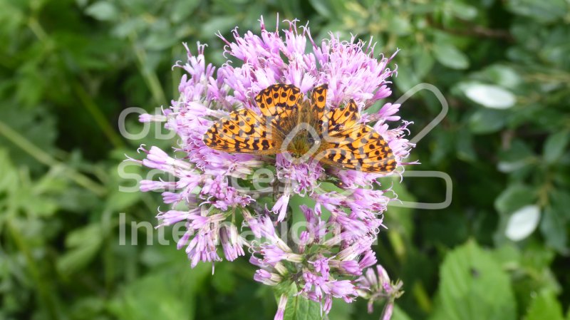 Keywords: Biodiversité, Nature au Sommet, NAS, Bivouac, Itinérance, Suisse, Val d'Anniviers, Choucas