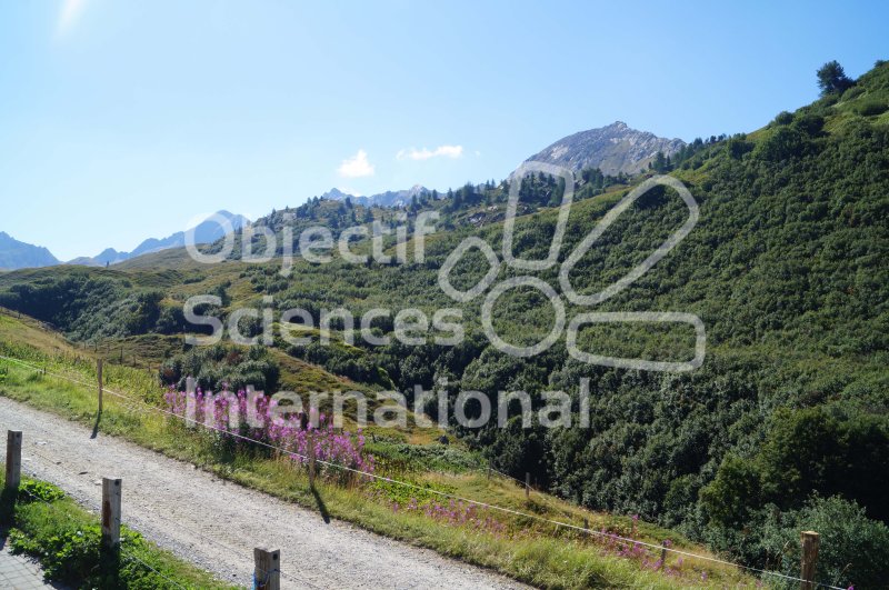 Keywords: Lac Cadagno HiDef