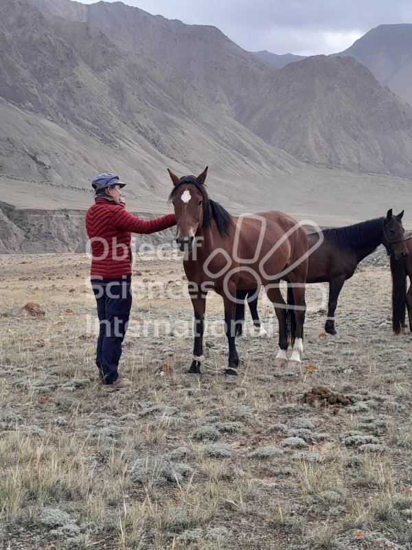 Keywords: Récupération des chevaux