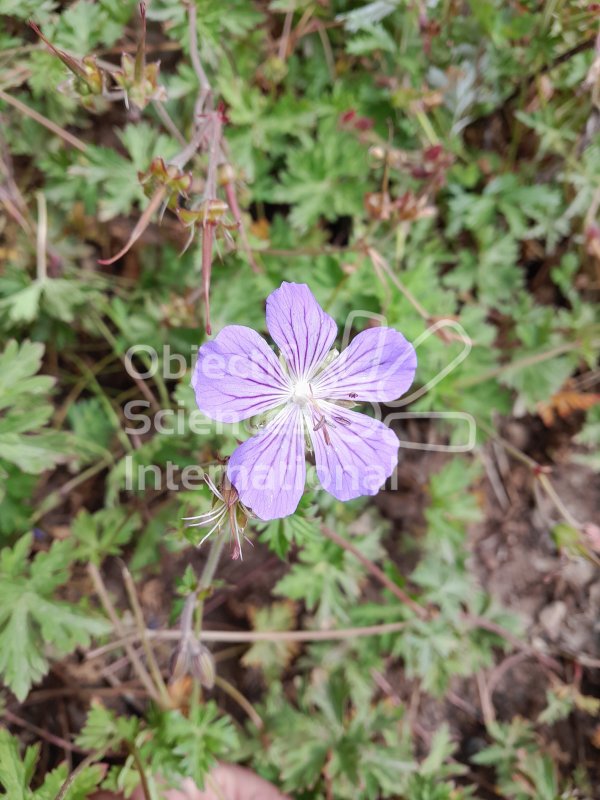 Géranium
Bordou
