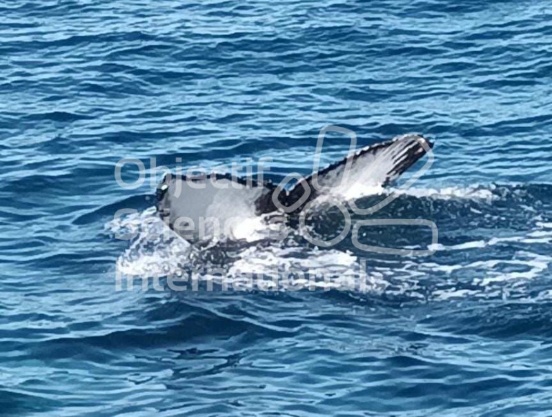 Keywords: Baleine à bosse,phot-identification,pays basque