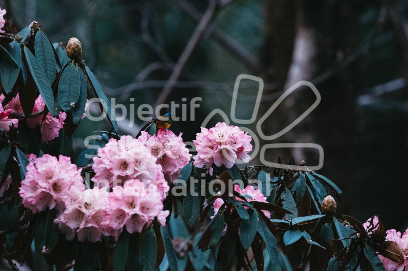 Keywords: rhododendron