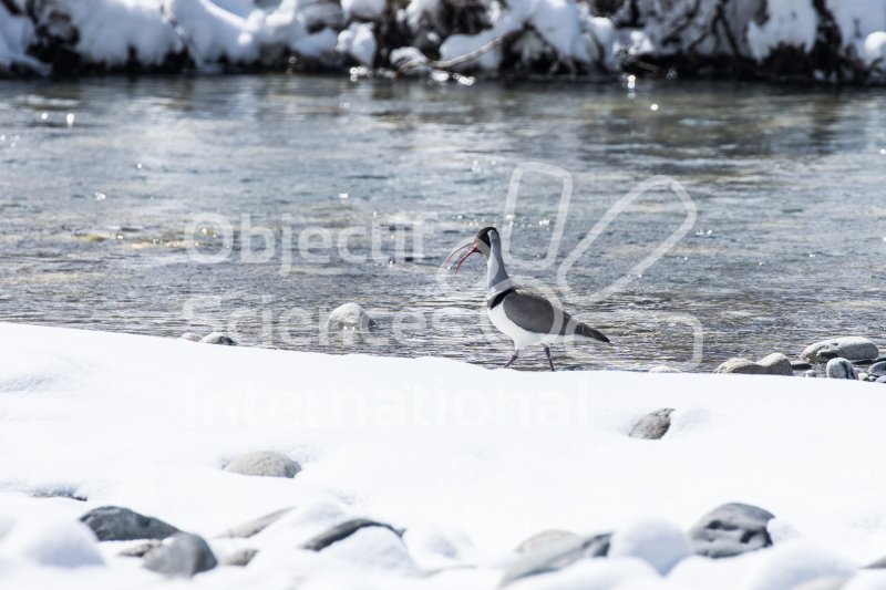 Keywords: oiseau,neige,rivière