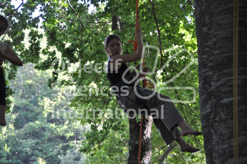 Keywords: climbing tree