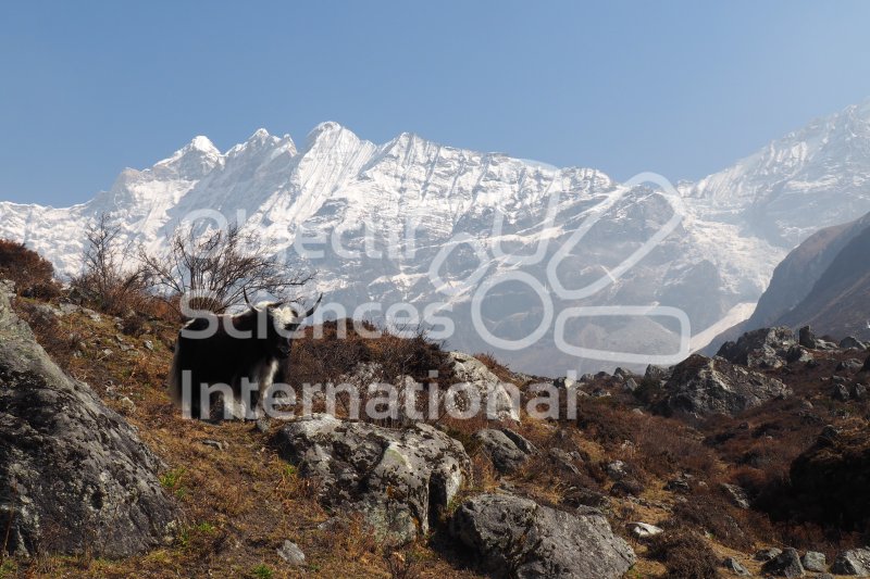 P1011616
Keywords: Langtang, Sarah, Panthère, Neige, Himalaya, Piège photographique 