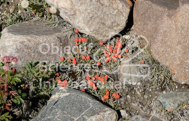 Keywords: Plantes,rouge