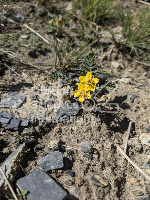 Keywords: Plantes,fleur,jaune