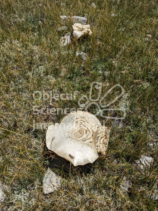 Keywords: Plantes,champignon