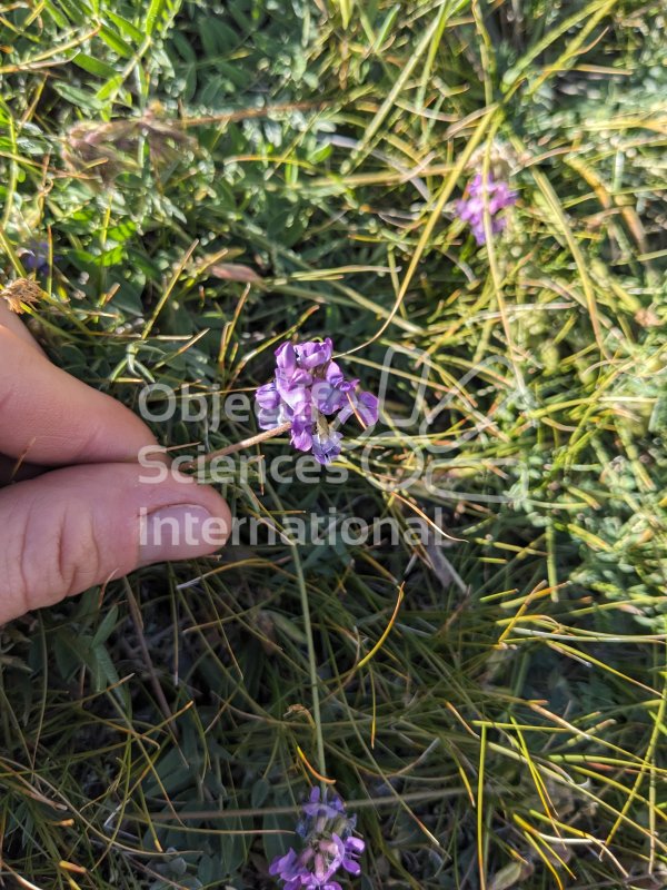 Keywords: Plantes,fleur,violette