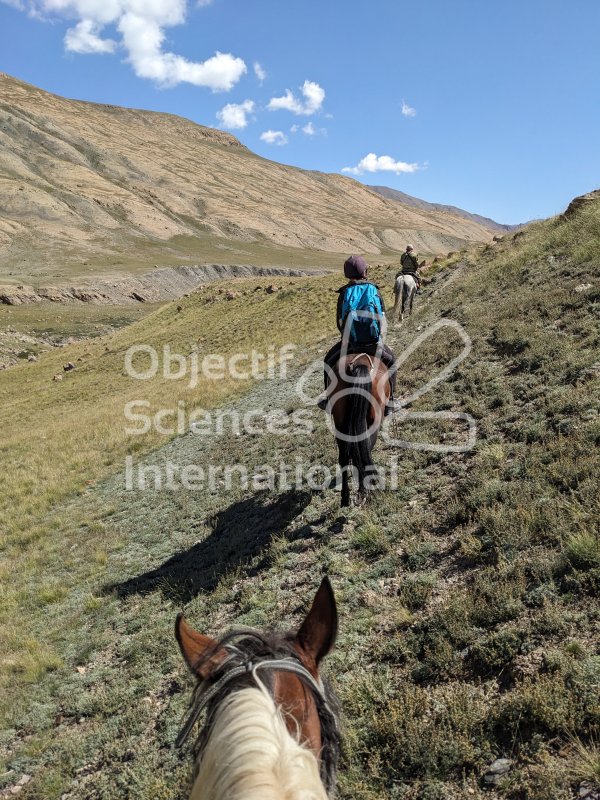 Keywords: paysage,chevaux