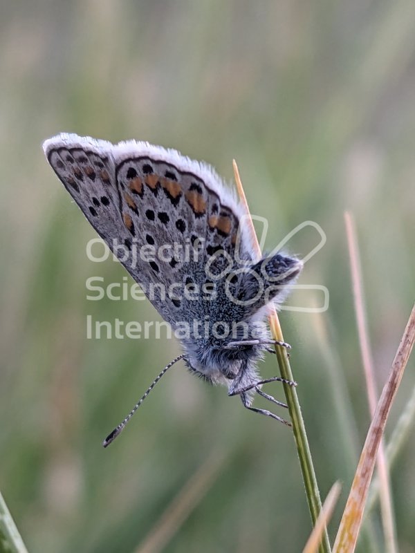 Papillon
Keywords: Animaux