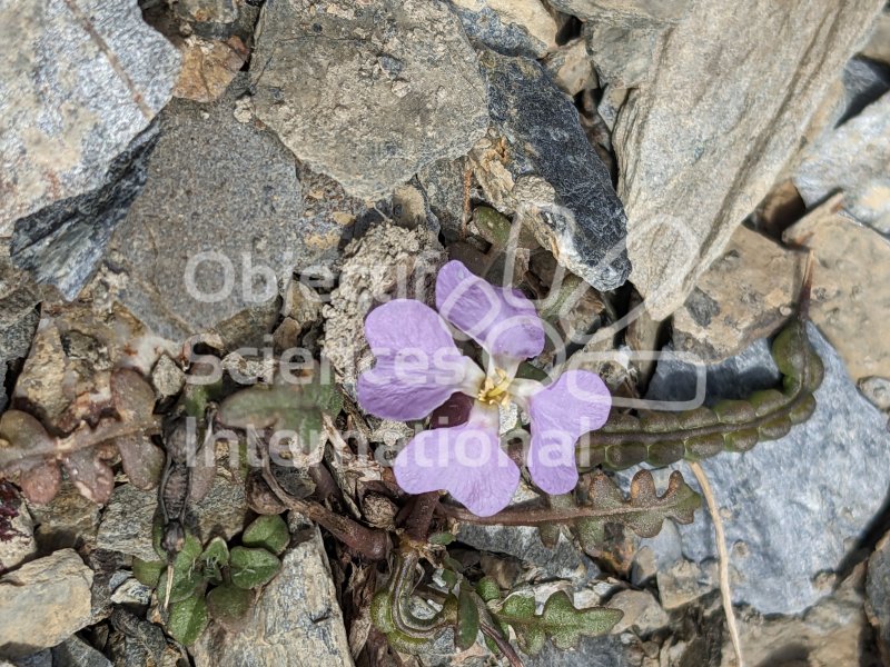 Keywords: Plantes,fleur,mauve