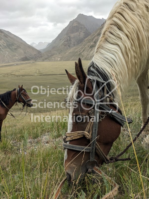 Chevaux Apatchi
Keywords: Animaux