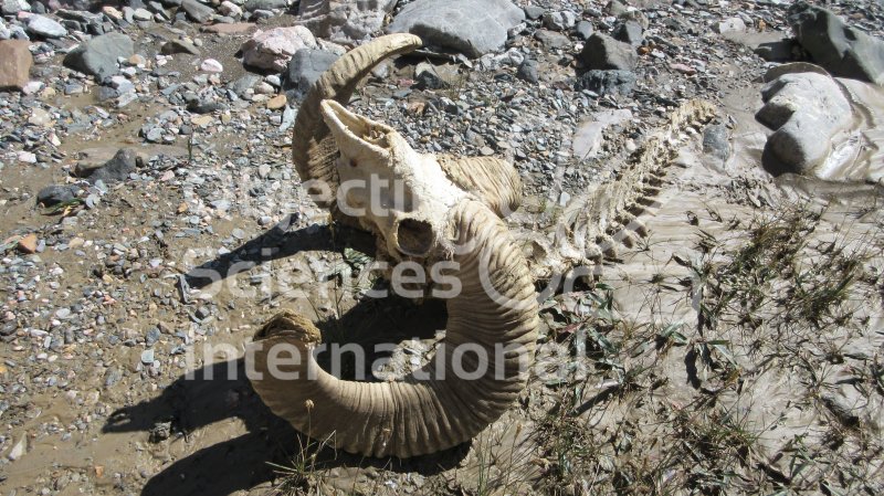 crâne de mouflon, Kokjar
Keywords: mouflon,crane,carcasse,panthère